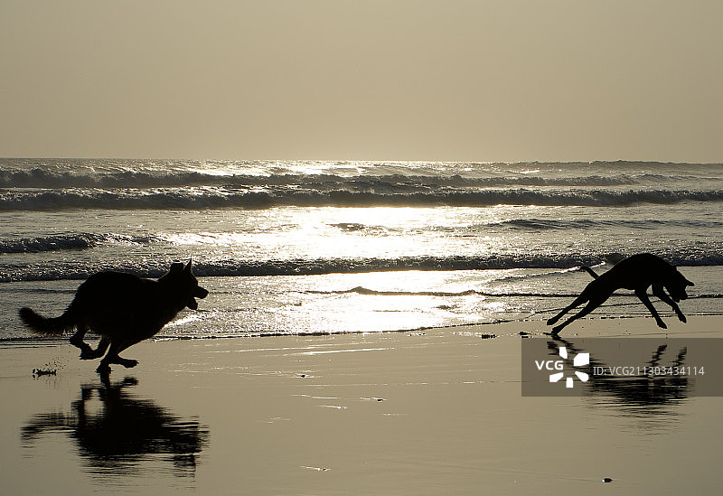 日落时分，库塔海滩上奔跑的狗的轮廓，印度尼西亚图片素材
