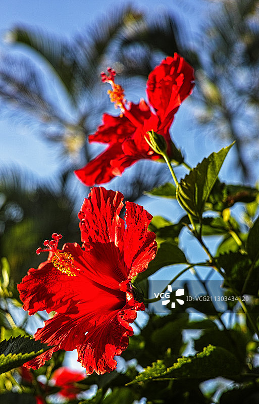 红色芙蓉花的特写图片素材
