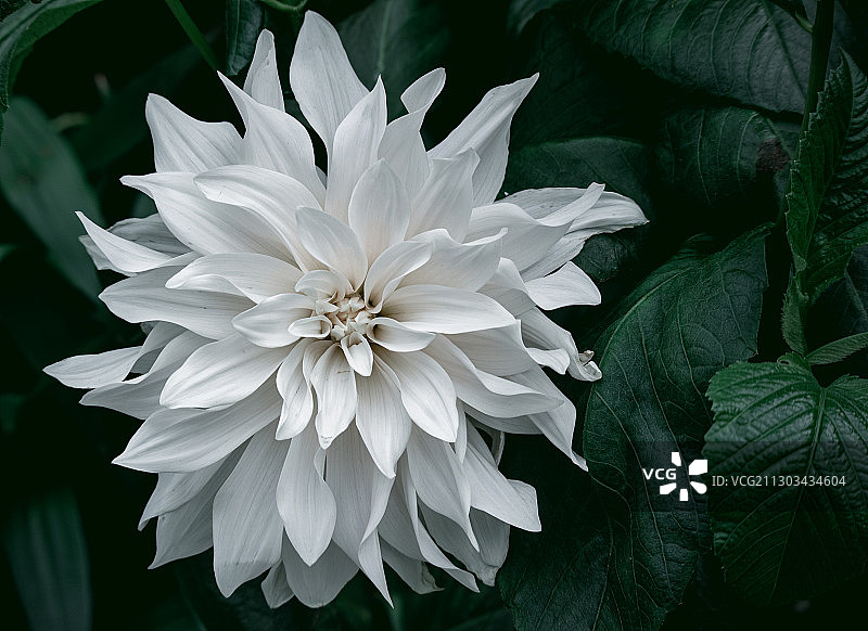 白色植物特写，巴西图片素材