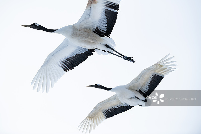 海鸥飞翔在天空下的低角度视图，日本北海道钏路市图片素材