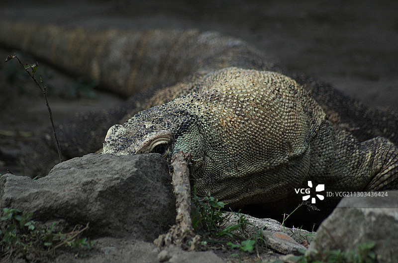印度尼西亚日惹岩石上的鬣蜥特写图片素材