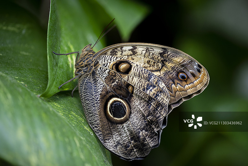 叶子上的蝴蝶特写图片素材