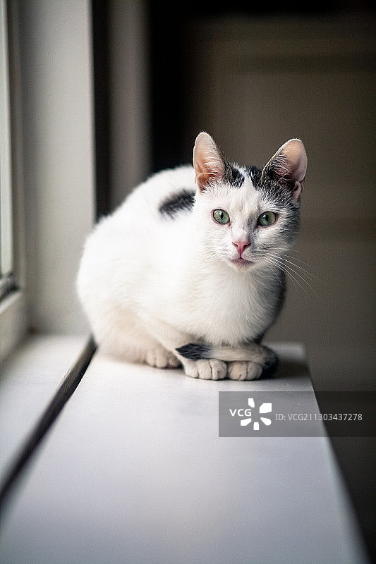 猫咪坐在窗台上的特写图片素材