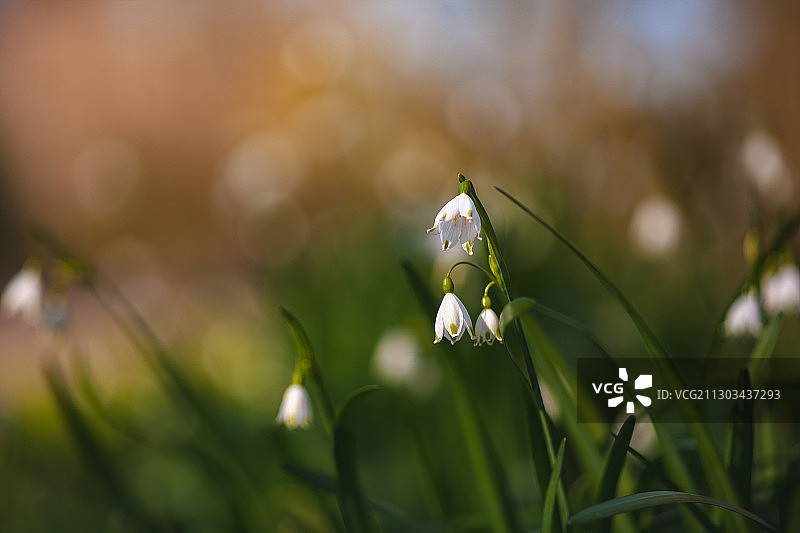 莱利斯塔德白色植物特写图片素材