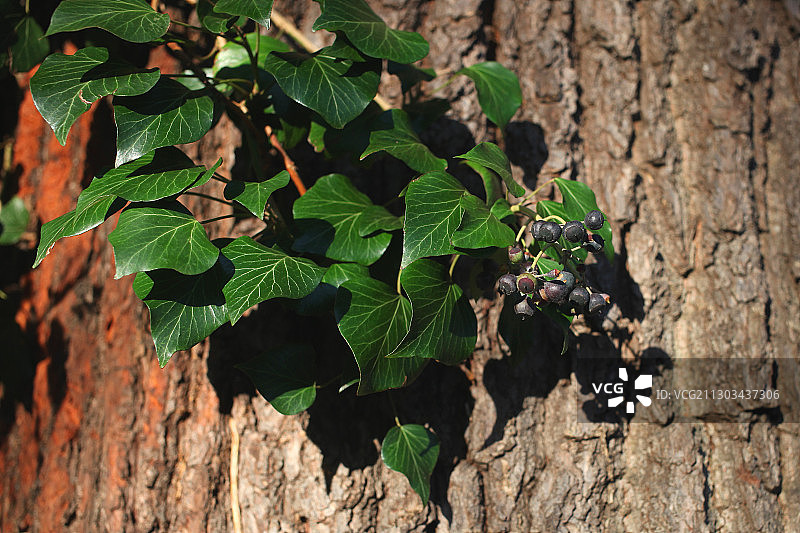 树干上生长的常春藤特写图片素材