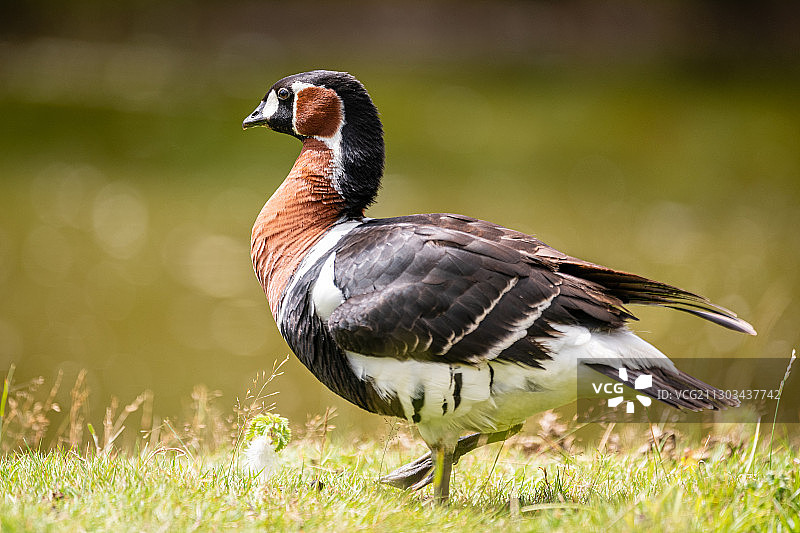 爱尔兰奥法利栖息在田野上的鸟类特写图片素材