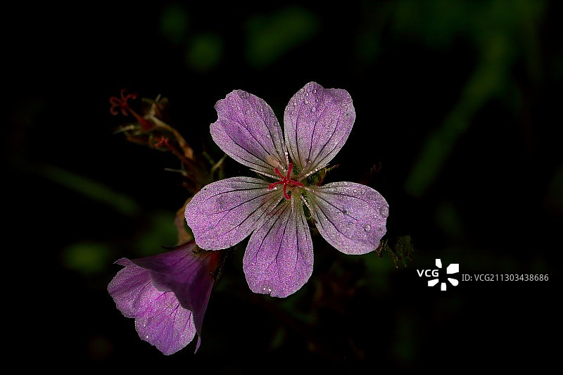 芬兰紫色植物特写图片素材