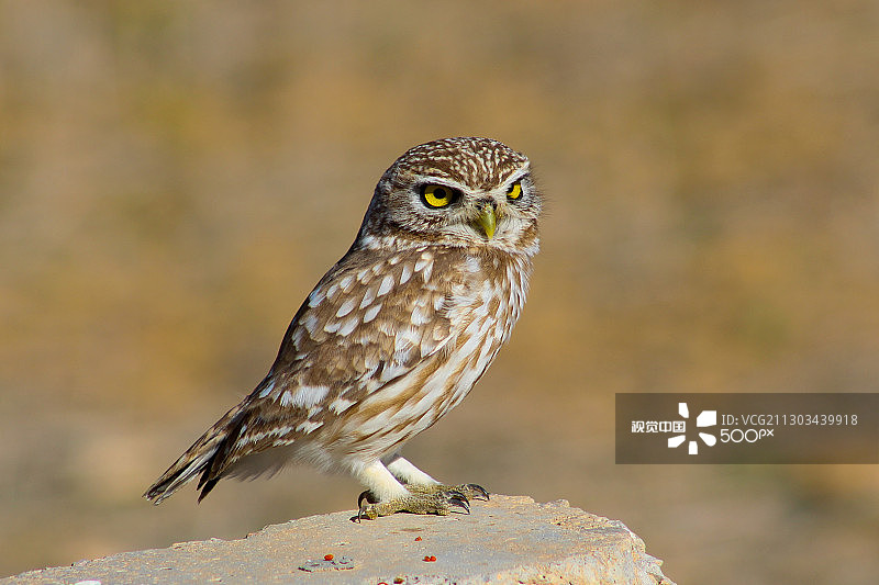栖息在岩石上的猫头鹰特写，塔拉，卡塞林省，突尼斯图片素材