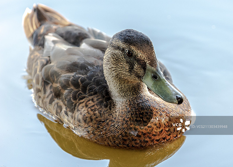 在英国克纳茨福德谢克利米尔湖中游泳的鸭子特写图片素材