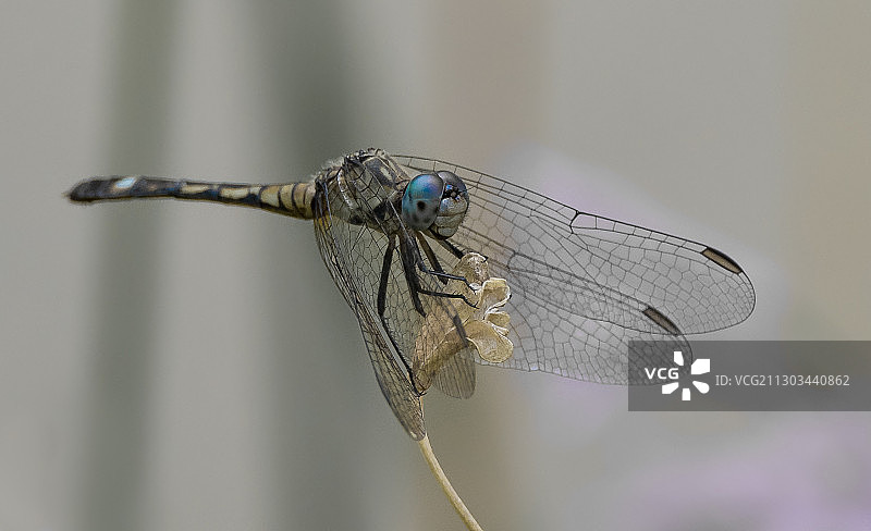 蜻蜓栖息在树枝上的特写，阿根廷圣菲省图片素材