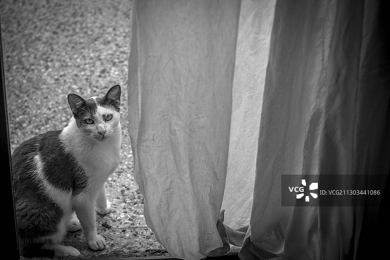 坐在窗台上的猫的画像图片素材