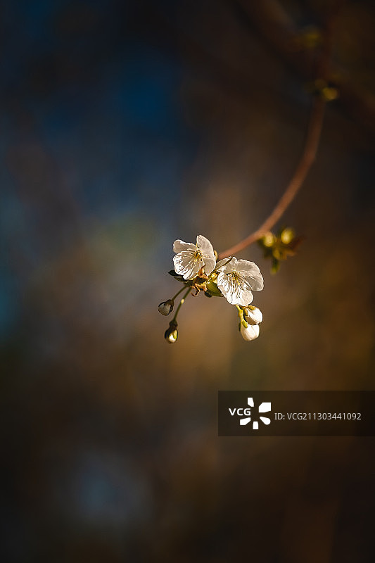 荷兰莱利斯塔德白色开花植物特写图片素材