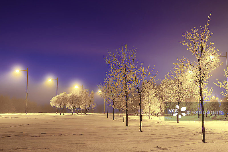 夜晚雪地天空下的树木图片素材