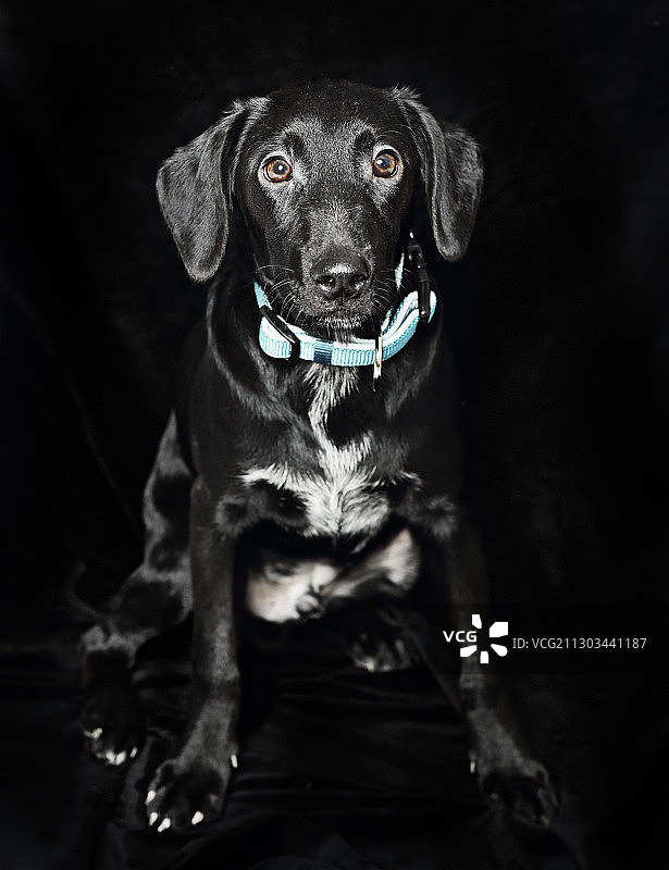 在斯洛伐克特尔纳瓦黑色背景前坐着的小狗肖像图片素材