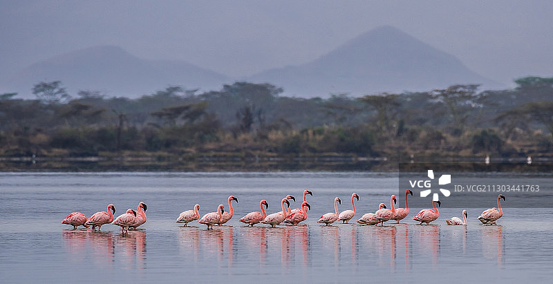 肯尼亚纳库鲁郡湖边的人们图片素材