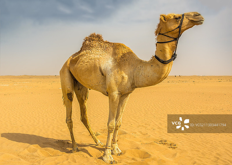 骆驼走在阿拉伯联合酋长国沙迦沙漠沙丘上的侧视图图片素材