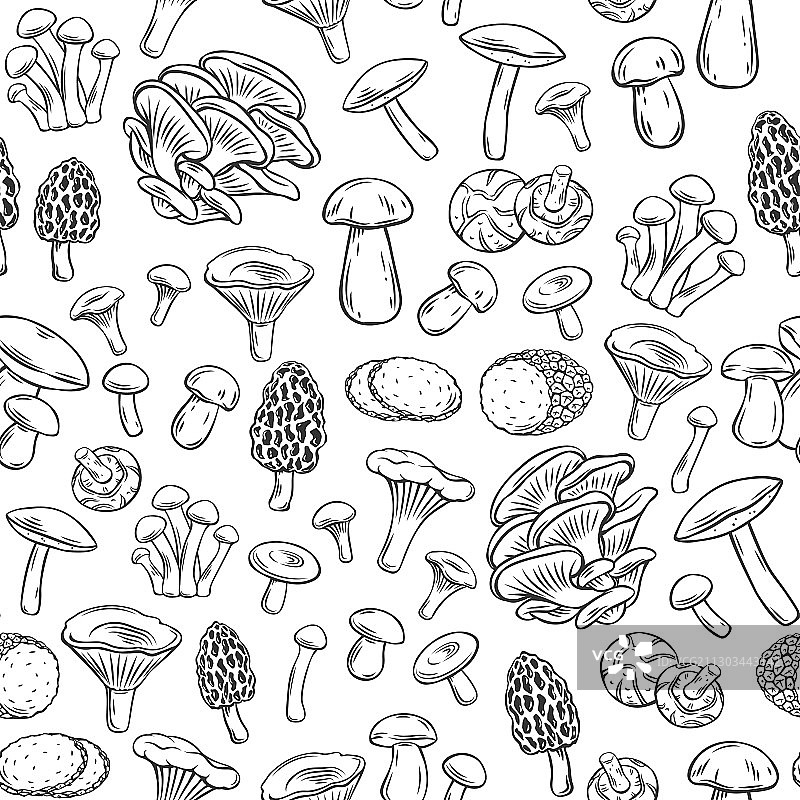 食用蘑菇轮廓图片素材