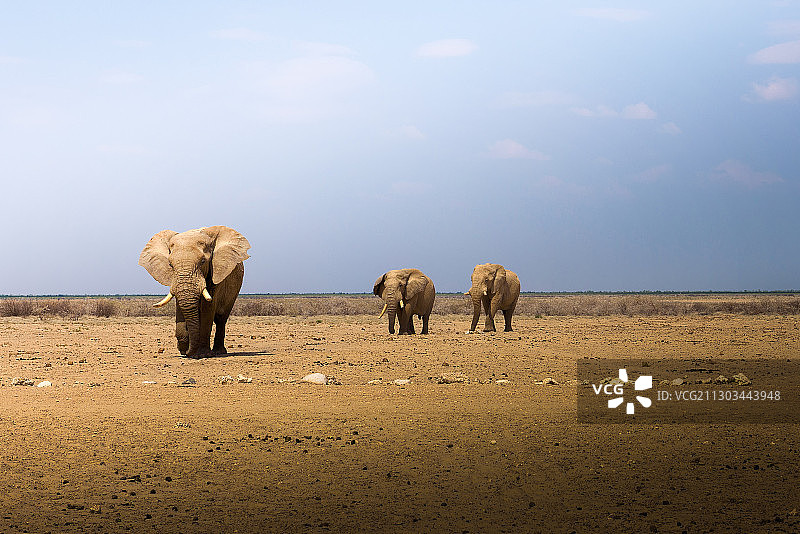 一群正在行走的大象图片素材