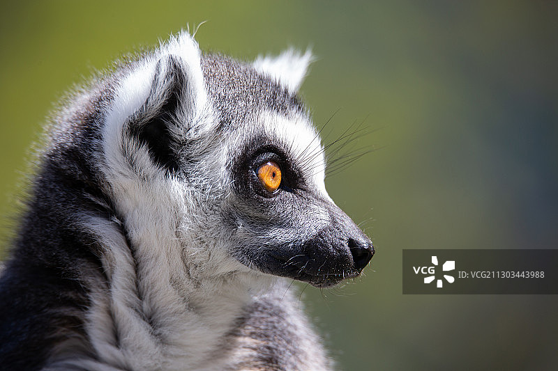 狐猴侧面特写，英国温厄姆图片素材