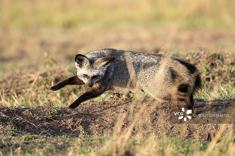 原野上的猎豹（侧视图），肯尼亚马赛马拉国家保护区图片素材