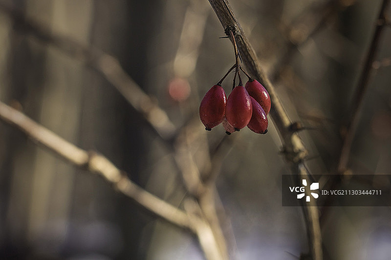 树枝上的红色花骨朵特写图片素材