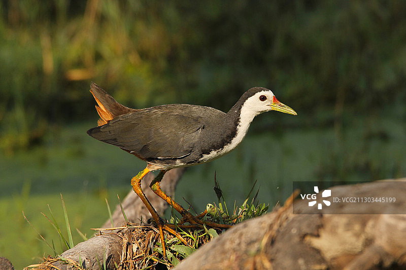 鸟栖息在岩石上的特写图片素材