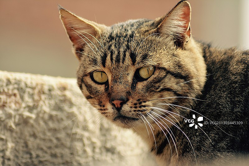 猫的特写肖像，埃及曼努菲亚省坦巴迪图片素材