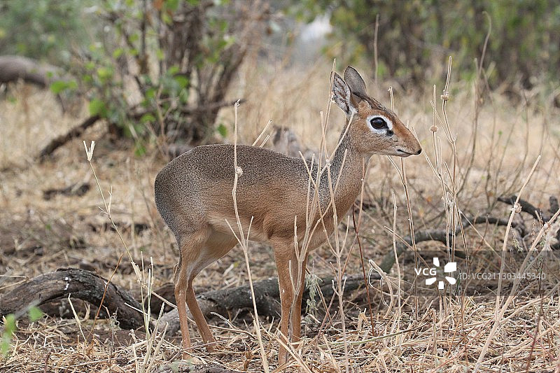 鹿站在田野上的侧视图图片素材