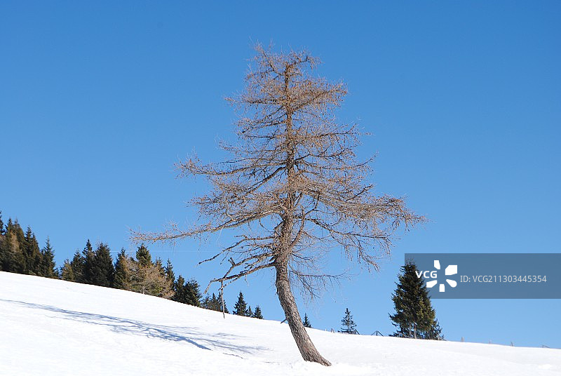 意大利博岑雪原树木图片素材