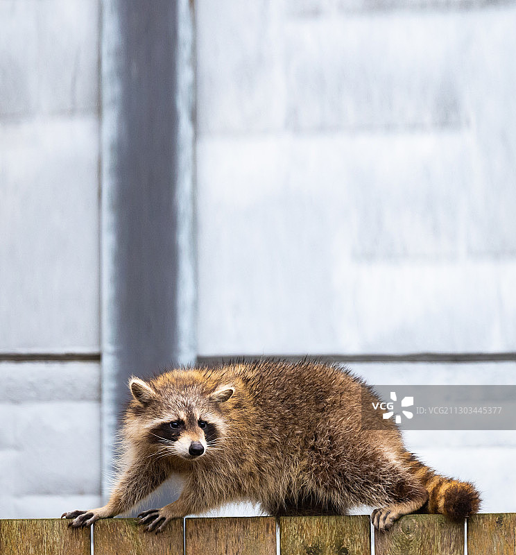 木头上的刺猬特写，加拿大安大略省皮克林图片素材