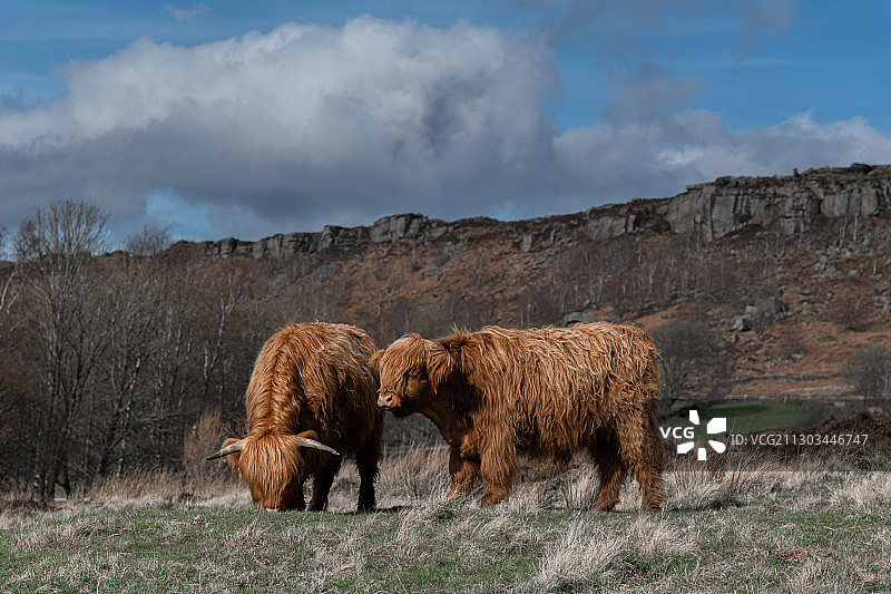 山上的两只冰岛绵羊图片素材