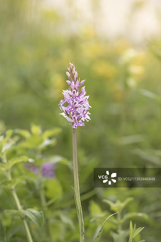 紫色开花植物特写，英国戈林图片素材