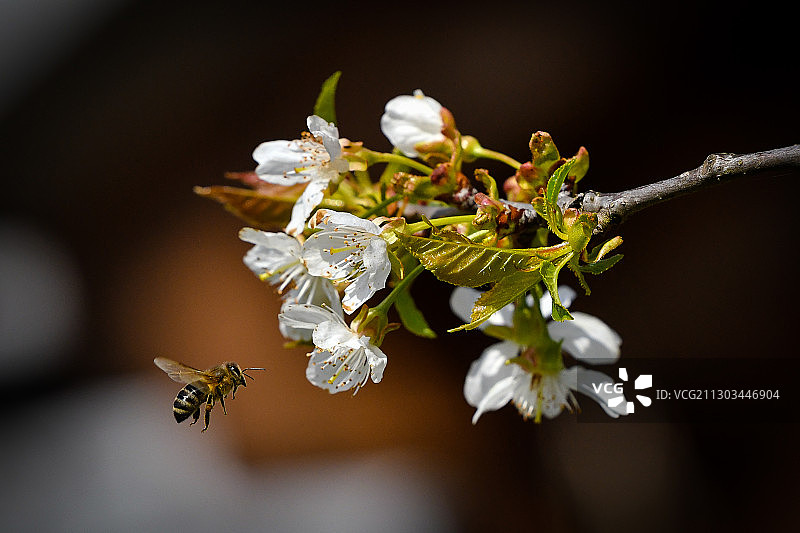 蜜蜂在白色花朵上的特写，采列，斯洛文尼亚图片素材