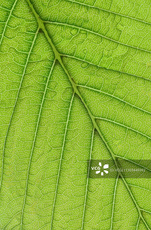 英国的绿叶特写图片素材