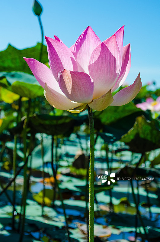 柬埔寨磅同省粉色睡莲特写图片素材