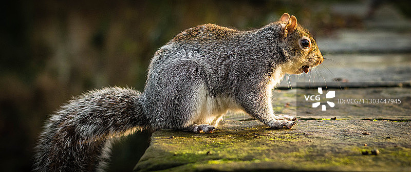 木头上松鼠的特写图片素材