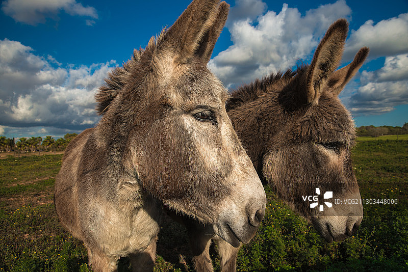 西班牙巴利阿里群岛冰岛马特写图片素材