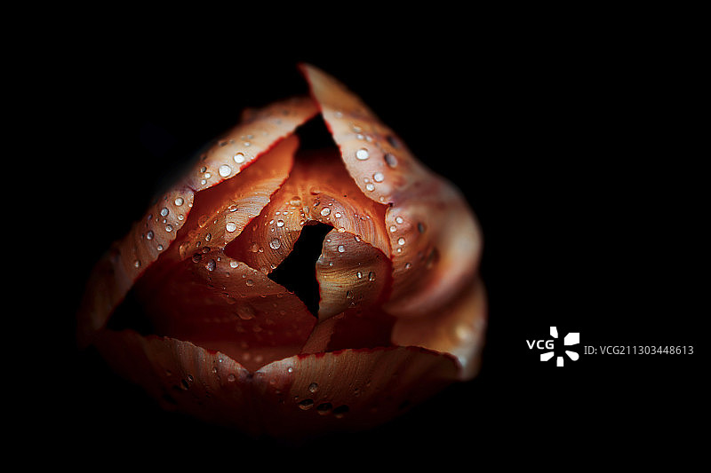 法国兰斯：黑色背景下的湿玫瑰特写图片素材