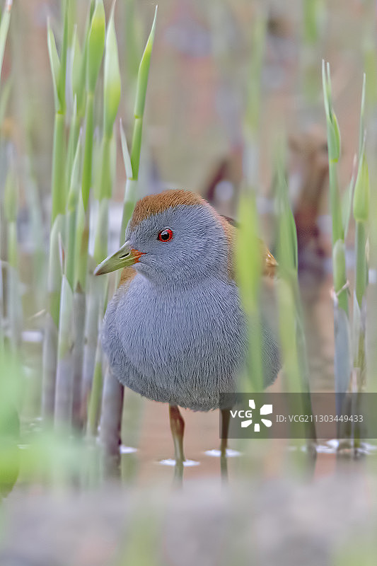 鸟栖息在植物上的特写图片素材