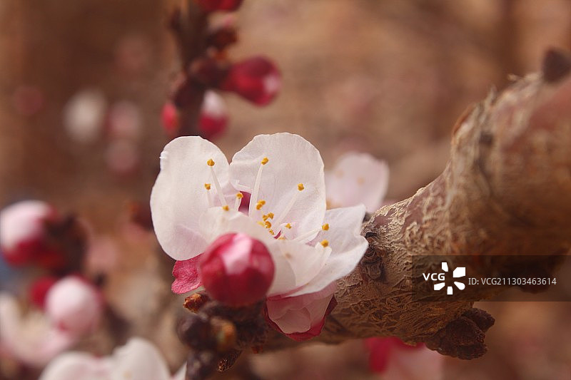 阿尔及利亚杰勒法省的樱花特写图片素材