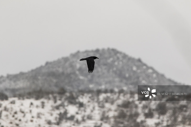 低角度视角：鸟儿飞越美国亚利桑那州奥拉克山脉图片素材