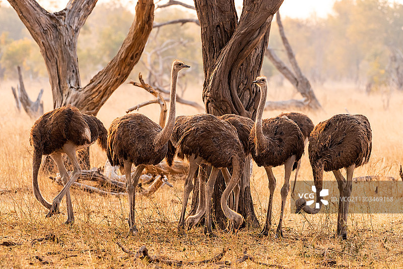 津巴布韦万基国家公园的动物尸体高角度视图图片素材