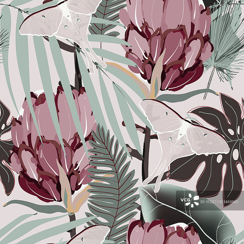 淡绿色背景下的粉色帝王花绘画图片素材