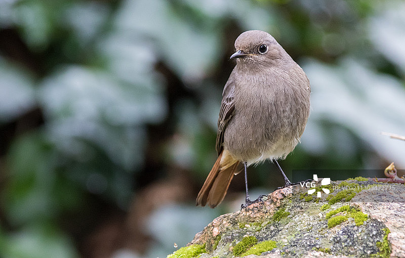 鸟栖息在岩石上的特写图片素材