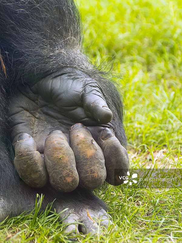 草地上沾满泥土的手和脚特写图片素材