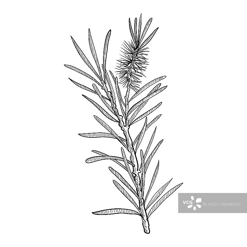 茶树枝绘画图片素材