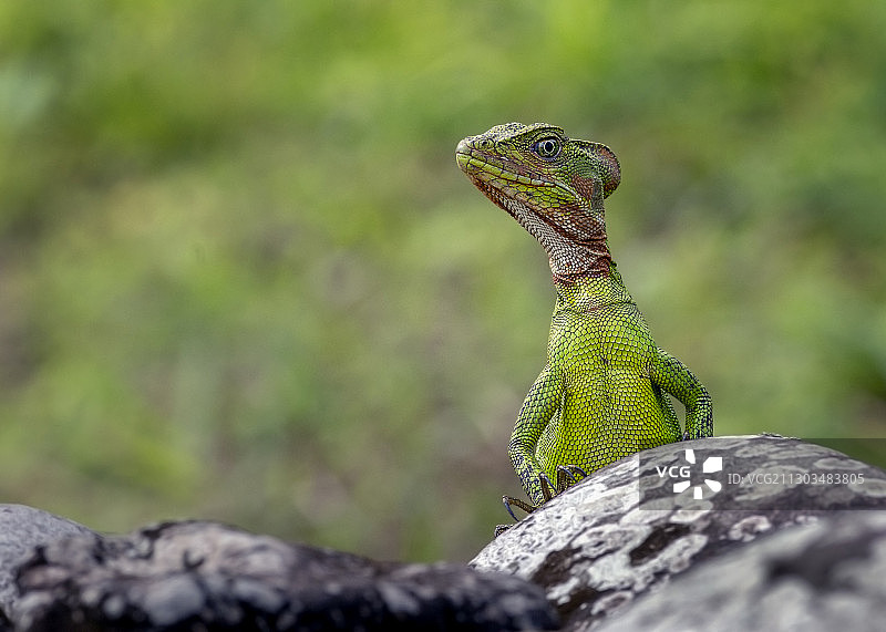 明多山谷岩石上的蜥蜴特写，厄瓜多尔图片素材