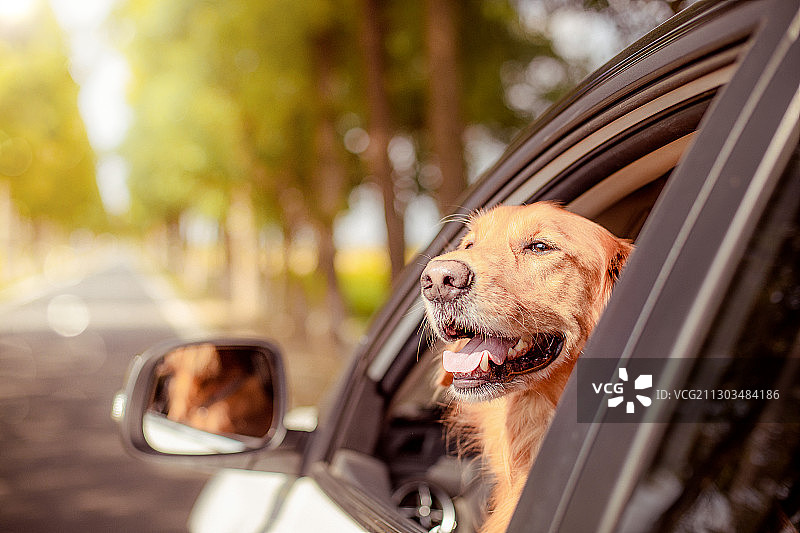 金毛寻回犬图片素材