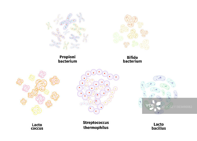 五种不同类型的益生菌合集图片素材