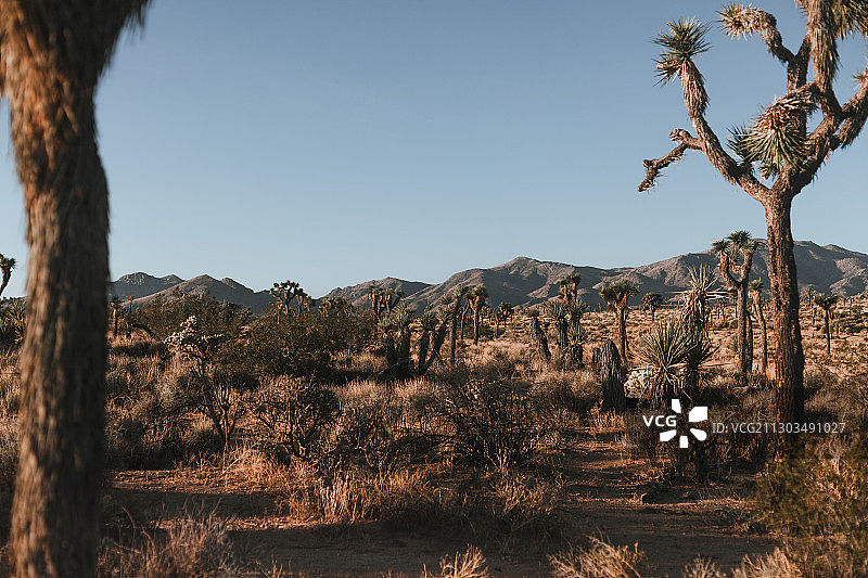 美国加利福尼亚州里弗赛德县：晴空下的田野树木图片素材
